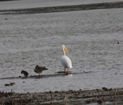 MNRiverPelicans 2014 10 12 006